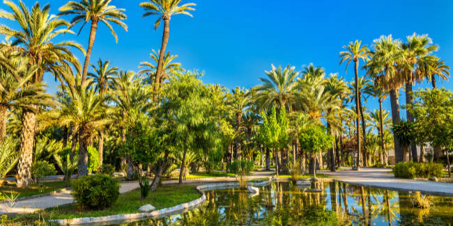 Palmeral de Elche